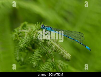 Blauer Damselfliege (Coenagrion puella), Männchen auf Brackenfrond, Dumfries, SW Schottland Stockfoto