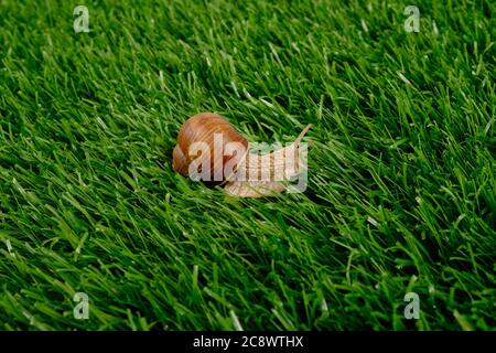 Traubenschnecke auf grünem Gras, Rasen. Stockfoto