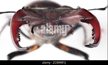 Das Insekt Lucanus cervius ist im Roten Buch aufgeführt. Stockfoto