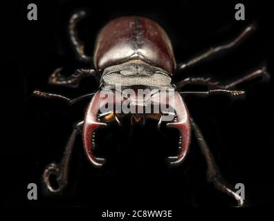 Das Insekt Lucanus cervius ist im Roten Buch aufgeführt. Stockfoto