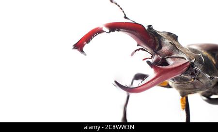 Das Insekt Lucanus cervius ist im Roten Buch aufgeführt. Stockfoto