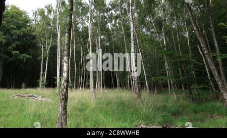Birkenwald mit Galle von toten Ästen Stockfoto