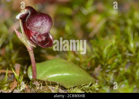 Pelican Orchid in Blüte. Stockfoto