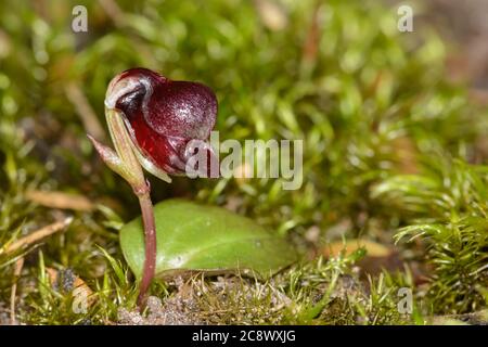 Pelican Orchid in Blüte. Stockfoto