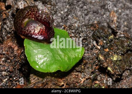 Gefranste Helm Orchidee in Blüte. Stockfoto