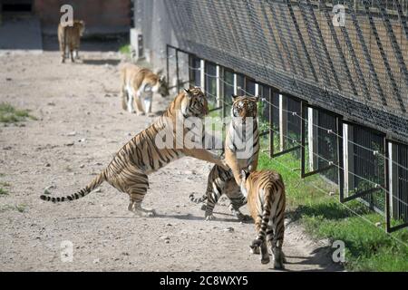 Hailin, Chinas Provinz Heilongjiang. Juli 2020. Sibirische Tiger werden im Hengdaohezi Siberian Tiger Park in Hailin City, nordöstlich von Heilongjiang, Provinz, 27. Juli 2020 gesehen. Im Park gibt es mittlerweile über 400 sibirische Tiger. Der 29. Juli ist der Internationale Tiger Tag. Quelle: Wang Jianwei/Xinhua/Alamy Live News Stockfoto