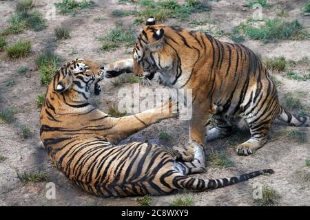 Hailin, Chinas Provinz Heilongjiang. Juli 2020. Sibirische Tiger werden im Hengdaohezi Siberian Tiger Park in Hailin City, nordöstlich von Heilongjiang, Provinz, 27. Juli 2020 gesehen. Im Park gibt es mittlerweile über 400 sibirische Tiger. Der 29. Juli ist der Internationale Tiger Tag. Quelle: Wang Jianwei/Xinhua/Alamy Live News Stockfoto