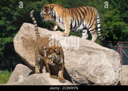 Hailin, Chinas Provinz Heilongjiang. Juli 2020. Sibirische Tiger werden im Hengdaohezi Siberian Tiger Park in Hailin City, nordöstlich von Heilongjiang, Provinz, 27. Juli 2020 gesehen. Im Park gibt es mittlerweile über 400 sibirische Tiger. Der 29. Juli ist der Internationale Tiger Tag. Quelle: Wang Jianwei/Xinhua/Alamy Live News Stockfoto