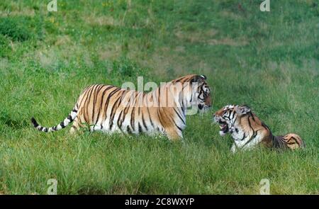 Hailin, Chinas Provinz Heilongjiang. Juli 2020. Sibirische Tiger werden im Hengdaohezi Siberian Tiger Park in Hailin City, nordöstlich von Heilongjiang, Provinz, 27. Juli 2020 gesehen. Im Park gibt es mittlerweile über 400 sibirische Tiger. Der 29. Juli ist der Internationale Tiger Tag. Quelle: Wang Jianwei/Xinhua/Alamy Live News Stockfoto