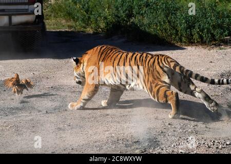 Hailin, Chinas Provinz Heilongjiang. Juli 2020. Ein sibirischer Tiger wird im Hengdaohezi Siberian Tiger Park in Hailin City, nordöstlich von Heilongjiang Provinz, 27. Juli 2020 gesehen. Im Park gibt es mittlerweile über 400 sibirische Tiger. Der 29. Juli ist der Internationale Tiger Tag. Quelle: Wang Jianwei/Xinhua/Alamy Live News Stockfoto