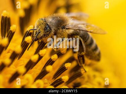 27. Juli 2020, Hessen, Frankfurt/Main: Eine wilde Biene kriecht über die Blüte einer Sonnenblume. In den kommenden Tagen wird das Wetter seine wechselhafte Seite zeigen, da die Temperaturen warm bleiben. Foto: Boris Roessler/dpa Stockfoto