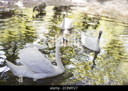 Weiße Schwäne schwimmen im Teich Stockfoto