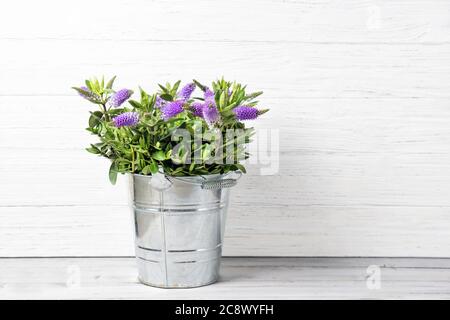 Frische schöne lila Hebe Blumen in einem Eimer, Holzhintergrund mit Kopieplatz Stockfoto