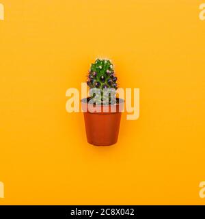 Grüner Kaktus in einem braunen Topf auf farbigem Hintergrund. Minimalistischer Stil. Stockfoto