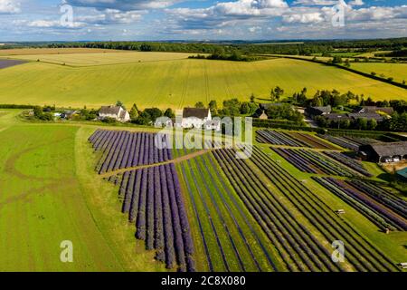 Luftdrohne Ansicht der bunten Felder von Lavendel in der englischen ländlichen Landschaft Stockfoto