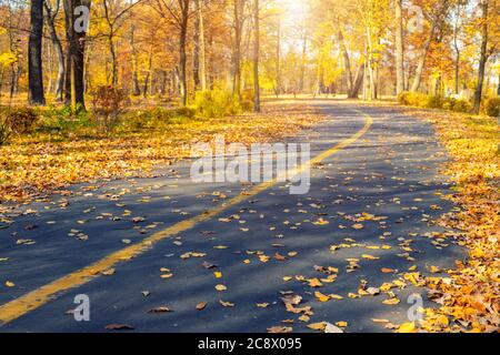Bemaltes Fahrrad und Fußgänger Symbol mit Pfeil auf Asphaltstraße in der Stadt Straße oder Park am Herbsttag. Ausgewiesene Gehweg und Radweg markiert Stockfoto