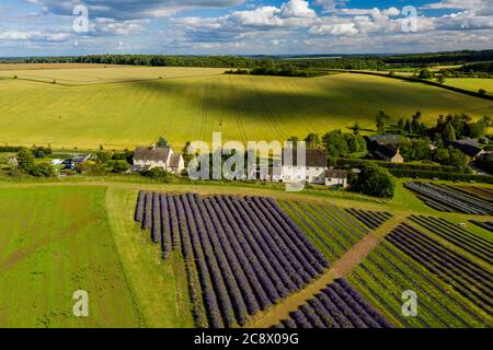 Luftdrohne Ansicht der bunten Felder von Lavendel in der englischen ländlichen Landschaft Stockfoto