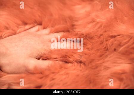 Handfläche der Person in rosa Kunstfell. Rosa Shaggy Kunstpelz. Zum Verkauf Stockfoto