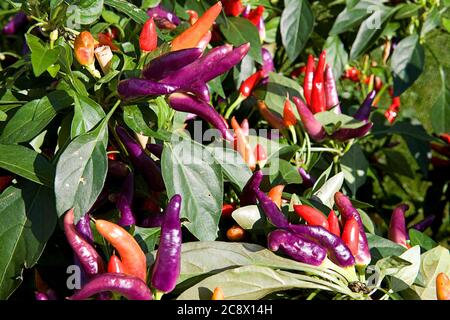 Chiliplanzen (Capsicum annuum Masquerade) zu verkaufen, Chili Fiesta, West Dean, West Sussex, England, UK Stockfoto