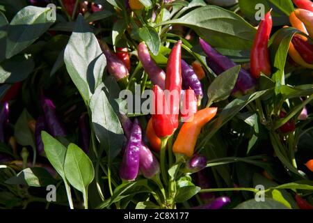 Chiliplanzen (Capsicum annuum Masquerade) zu verkaufen, Chili Fiesta, West Dean, West Sussex, England, UK Stockfoto