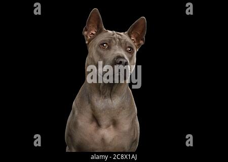 Porträt von Thai Ridgeback Hund auf isoliertem schwarzem Hintergrund Stockfoto