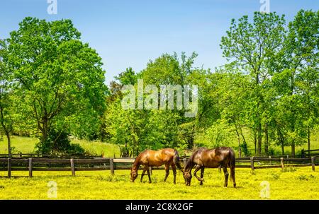 Pferde grasen auf einer Weide mit Butterblumen in Central Kentucky bedeckt Stockfoto