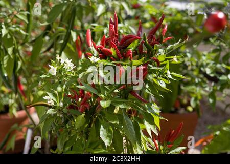 Chilis (Capsicum frutescens 'Thai Burapa') wächst in einem viktorianischen Gewächshaus, West Dean Gardens, West Sussex, England, Großbritannien Stockfoto