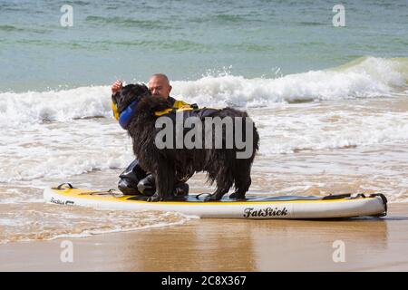 Hundeausbildung - Neufundland Hund steht auf dem Paddle Board Paddleboard lernen am Branksome Dene Chine Beach, Poole, Dorset, UK im Juli Stockfoto