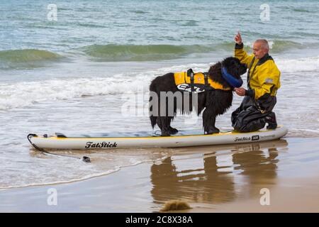 Hundeausbildung - Neufundland Hund steht auf dem Paddle Board Paddleboard lernen am Branksome Dene Chine Beach, Poole, Dorset, UK im Juli Stockfoto