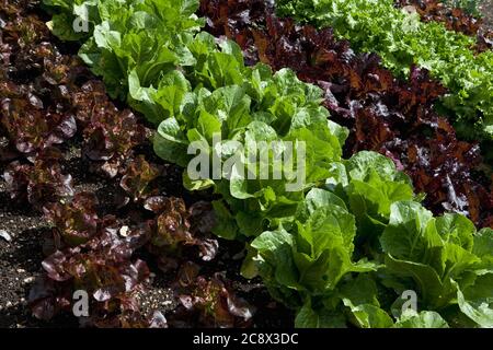 Verschiedene Sorten von Salat wächst in der viktorianischen Küche Garten, West Dean Gardens, West Sussex, England, Großbritannien Stockfoto