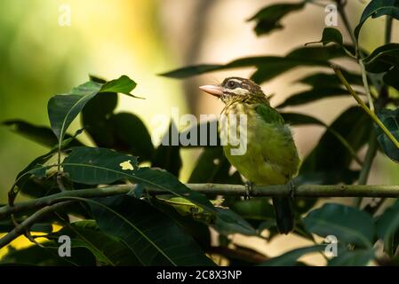 White Cheeked Barbet thront auf einem Mangobaum Stockfoto