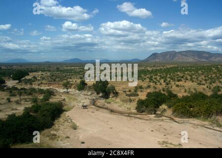 Ein eineinäugiger Elefantenbulle gräbt im Mdonya River im Ruaha National Park nach sauberem Trinkwasser im Sand. Der Zugang zur Landebahn am Hauptsitz von Msembe Stockfoto