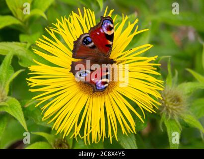 Ein Pfauenschmetterling, Aglais io, der Europäische Pfau, ernährt sich von einer Inula Hookeri, die einen Garten in Devon, Vereinigtes Königreich blüht. Stockfoto