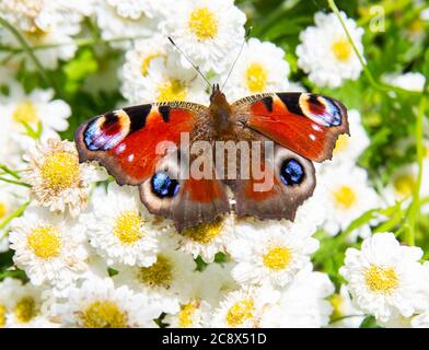 Ein Pfauenschmetterling, Aglais io, der Europäische Pfau, ernährt sich von einer Feverfew-Pflanze, die einen Garten in Devon, Großbritannien, blüht. Stockfoto