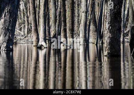Baumstämme reflektieren im Frühling in einem überfluteten Wald Stockfoto