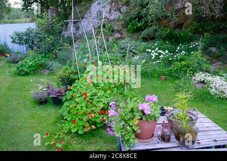 Terrakotta-Topf aus malvenlilafarbenem Flieder, die Efeublättrige Geranie und kletternde Kapuzinerkresse im kleinen Landgarten im Juli Sommer Wales UK 2020 KATHY DEWITT Stockfoto