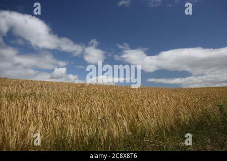 Weizenfeld & blauer Himmel, Ayrshire, Schottland, Großbritannien, Minimale Landschaft mit blauem Himmel und weißen Wolken Juli 2020. Frische Luft Gefühl der Offenheit Stockfoto