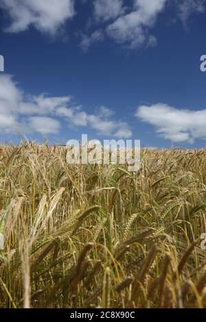 Weizenfeld & blauer Himmel, Ayrshire, Schottland, Großbritannien, Minimale Landschaft mit blauem Himmel und weißen Wolken Juli 2020. Frische Luft Gefühl der Offenheit Stockfoto