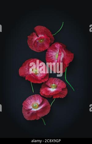 Rote Mohnblumen auf schwarzem Hintergrund, aufgenommen von oben Stockfoto