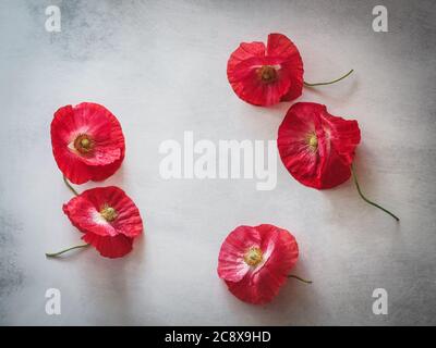 Rote Mohnblumen in einem Kreis auf einem grauen Hintergrund mit einem Kopierraum in der Mitte angeordnet Stockfoto