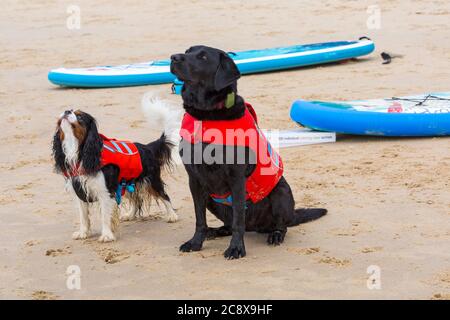 Hundeausbildung - Cavalier King Charles Spaniel Hund und schwarzer Labrador Hund am Strand von Branksome Dene Chine, Poole, Dorset, UK im Juli - zwei Hunde 2 Hunde Stockfoto