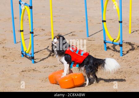 Hundeausbildung - Cavalier King Charles Spaniel Hund durch Hindernisparcours am Strand bei Branksome Dene Chine, Poole, Dorset, UK im Juli Stockfoto