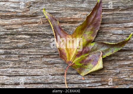 Ahornblatt, ein Baum der Gattung Acer, erreichen ein paar Meter in der Höhe, oder sogar, ein einfacher und niedriger Strauch. Auf dem Planeten gibt es etwa 130 Arten von Stockfoto