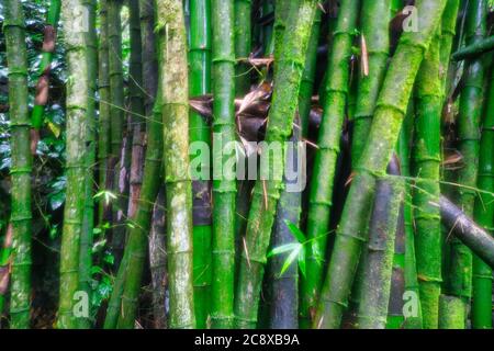 Ein Fleck von großen Bambus wächst in einem Garten in Jamaika, der Karibik Stockfoto