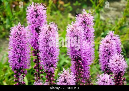 Der dichte, lodernde Stern Liatris spicata 'Kobold' blüht im juli-Garten Stockfoto