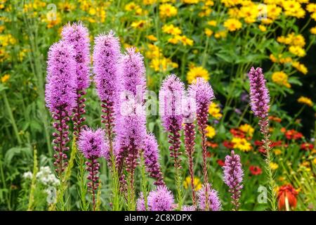 Liatris spicata dichter leuchtender Stern Stockfoto