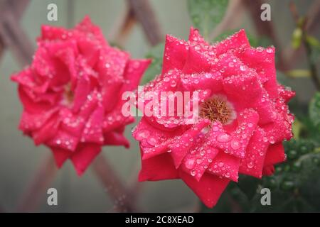 Regentropfen auf roten Rosen Stockfoto