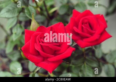 Rote Teerosen in Blüte Stockfoto