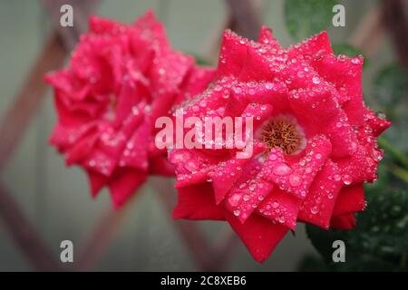 Regentropfen auf roten Rosen Stockfoto