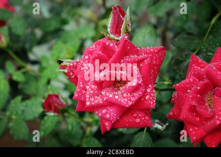 Regentropfen auf roten Rosen Stockfoto